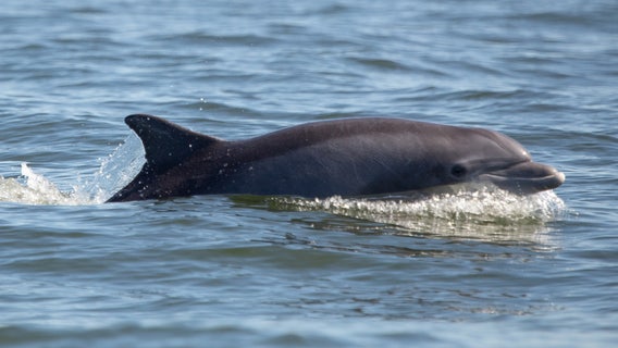 Dolphin in Florida found with deadly bird flu, researchers say