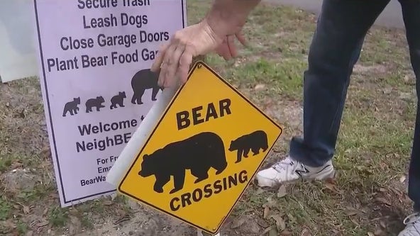 Wildlife calls surge as Florida grapples with bears, coyotes & raccoons