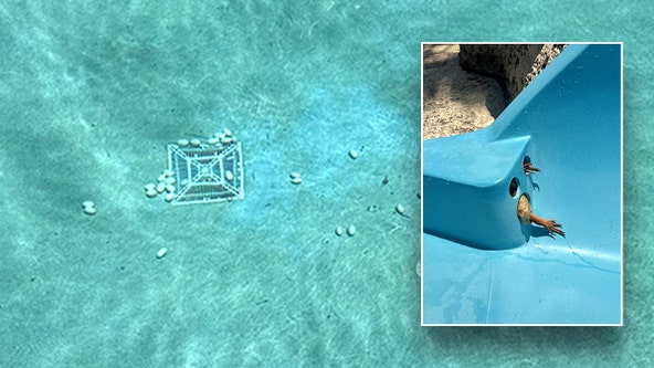 Florida iguana lays 30 eggs inside resort swimming pool after getting stuck