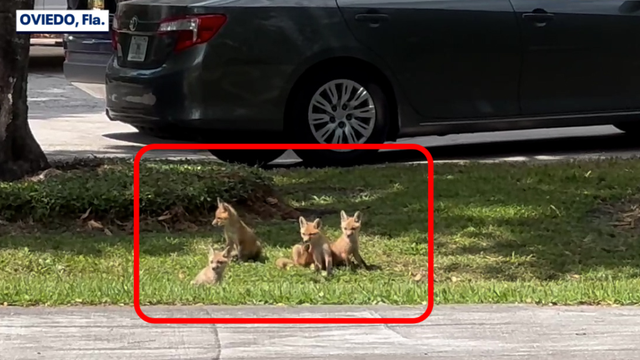 Video: Baby red foxes sunbathe, hangout in Florida neighborhood