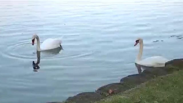 Lake Eola swans in the clear after bird flu deaths, City of Orlando says