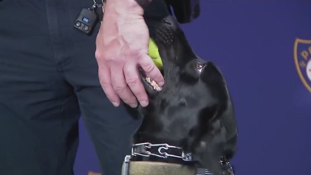 Florida K-9 named ‘Midnight’ helps find missing toddler in DeLand woods