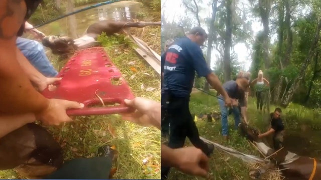 VIDEO: Florida fire crew pulls drowning horse from retention pond