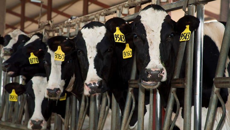 FILE - Dairy cows in a stall at a large California dairy farm. (Photo by: Ed Young /Design Pics Editorial/Universal Images Group via Getty Images)