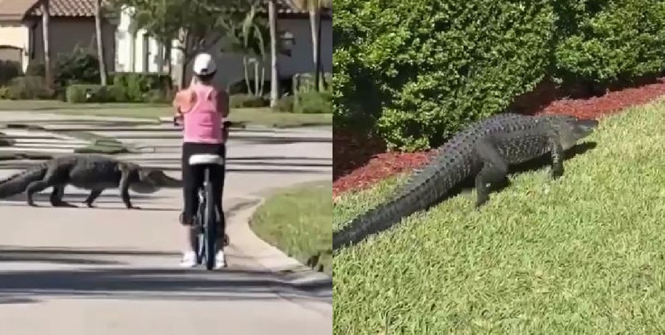 ●ALLIGATOR CITY maxresdefault.jpg?sqp=-