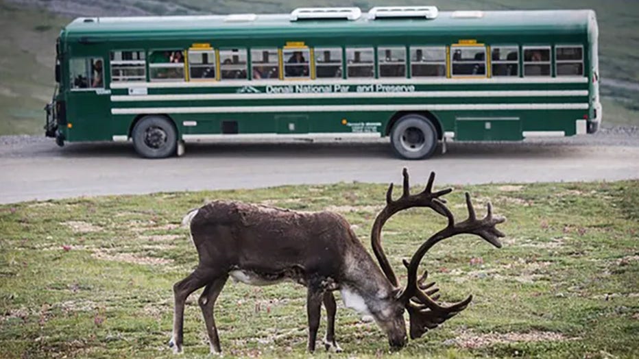 elk and bus at denali national park
