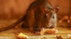 Rodent droppings force this Florida restaurant to temporarily close: inspection report