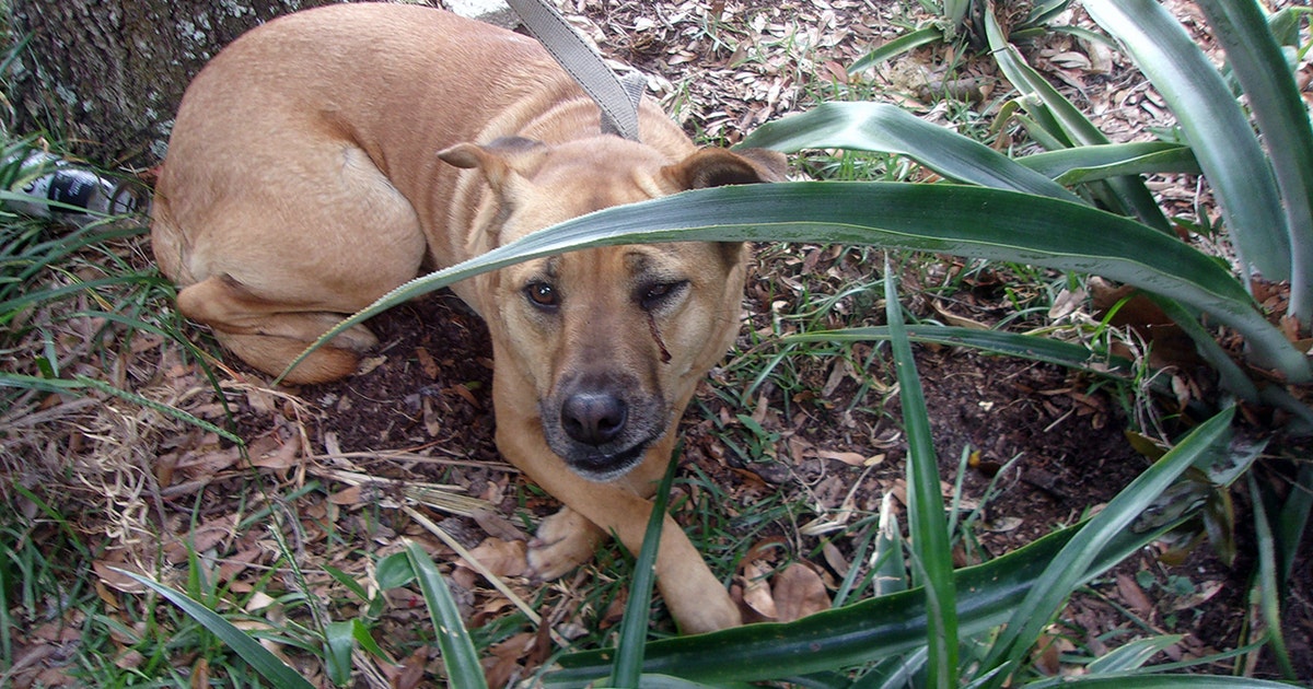 Jacksonville man accused of beating dog charged with felony cruelty to ...