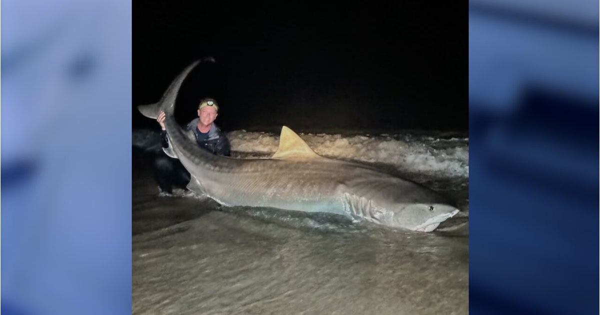 Tiger Shark - 54 - 56 inches