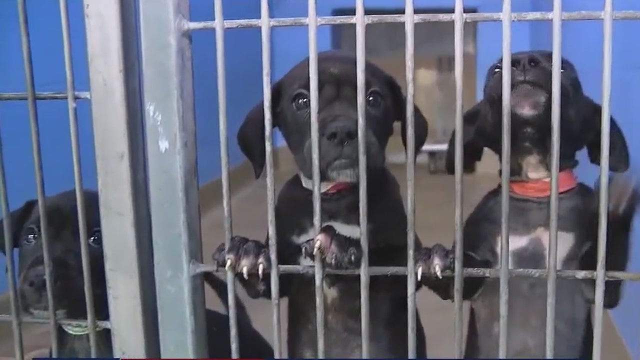 Nearly 100 new pets brought to Orange County Animal Shelter in 1 day