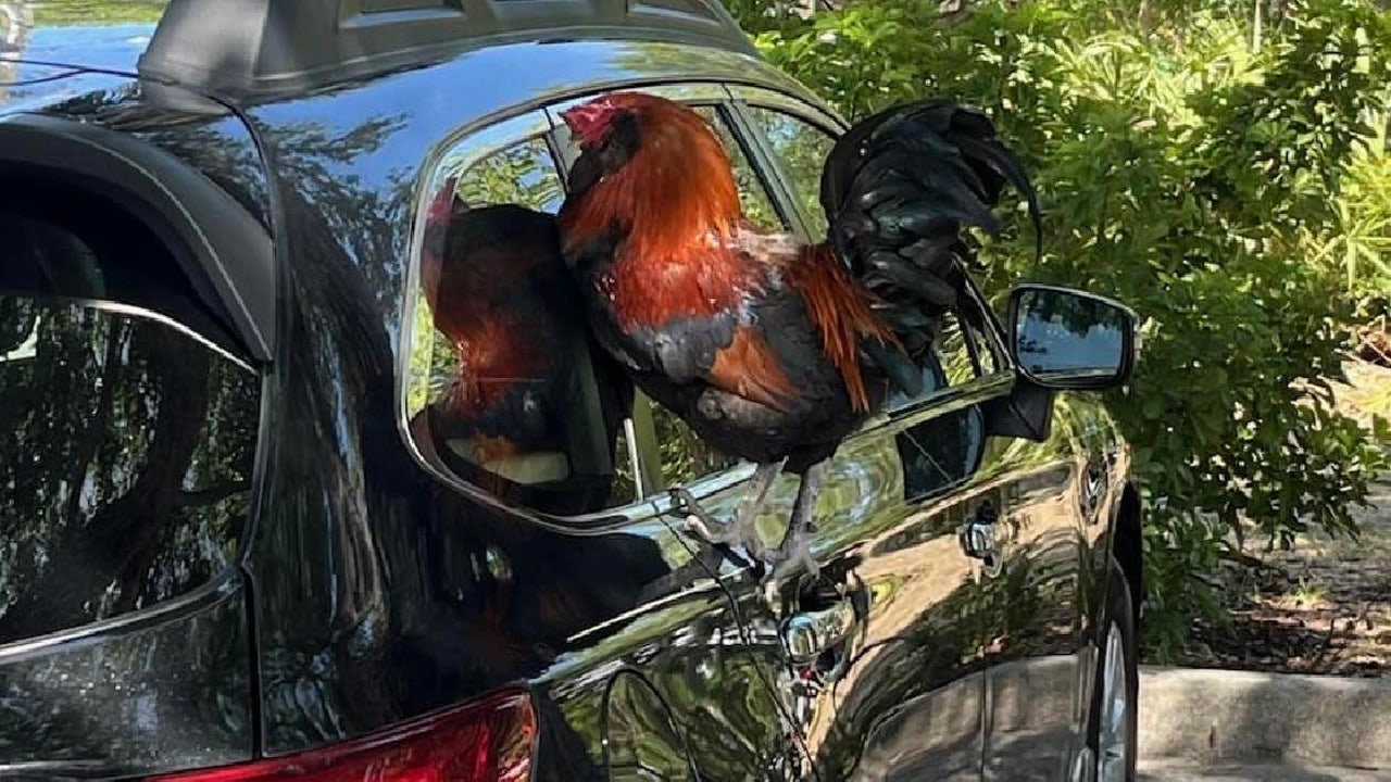 This Florida city is grappling with a rooster mystery | FOX 35 Orlando