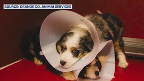 3 of 4 puppies rescued from hot car at Disney Springs adopted by firefighters