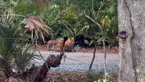 VIDEO: The baby foxes are back in Oviedo... and they're growing!