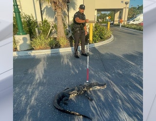 North-Port-Gator-3.jpg