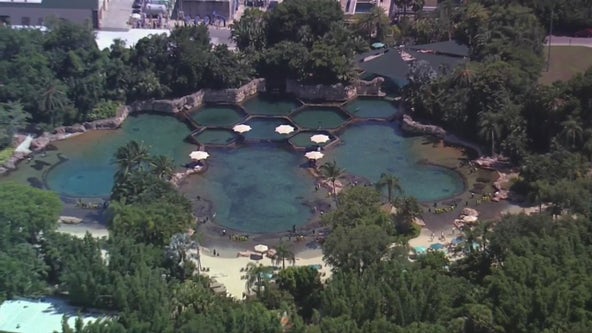 13-year-old dies after being found unresponsive in Discovery Cove Orlando pool, deputies say