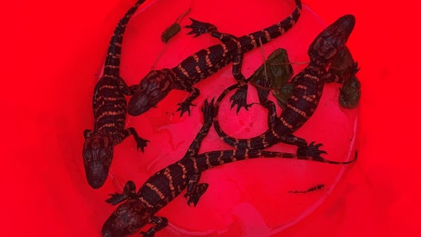 4 baby alligators rescued by FWC after alleged poaching attempt