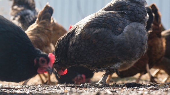 Backyard poultry linked to salmonella outbreak; over 100 sickened