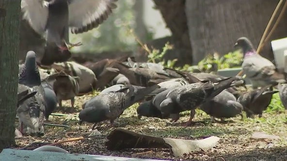 Daytona Beach considers ban on feeding pigeons