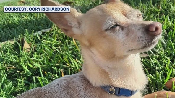 Pet Chihuahua killed by larger dog in attack at Sanford park; search for owner continues