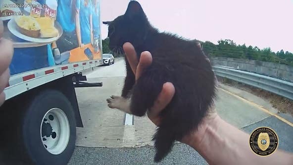 Officer rescues kitten from busy Florida highway