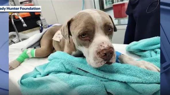 Stray dog injured in possible gator attack