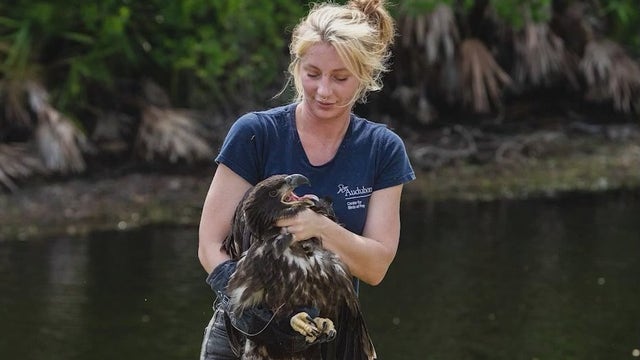 Florida neighbors, wildlife rescuers save baby eagle that fell out of its nest: 'It was awesome!'