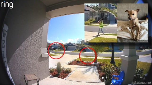 Chihuahua mix named Twinkie dognapped from Daytona Beach home: police