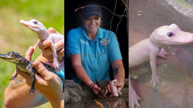 'Rarest alligator in the world' now on display at Gatorland for first time ever