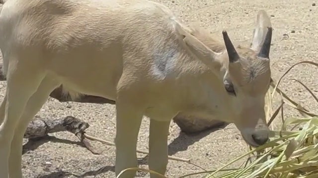 Walt Disney World celebrates Mother's Day with birth of rare antelope