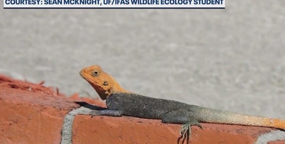 Invasive lizard from Africa settling into parts of Central Florida