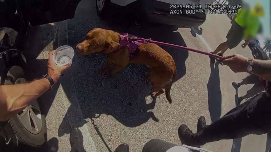 After freeing the dog, police gave it water from their thermos. Courtesy: Clearwater Police Department.