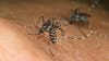 Florida mosquito season raises public health concerns over rise in illnesses