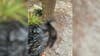 Black bear cub shot, killed in Marion County near Ocala National Forest