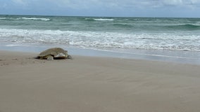 World's rarest sea turtle makes its way back to Volusia County