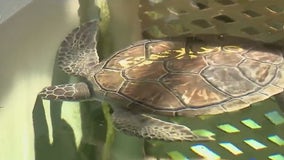 4 sea turtles released at Ponce Inlet after rehabilitation