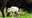 Rare white bison calf spotted in Yellowstone National Park could fulfil prophecy