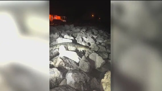 'Big monster': Fisherman shocked to see crocodile at Sebastian Inlet State Park