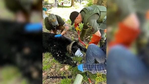 Watch: Vermont bear rescued after weeks-long ordeal with head stuck in bucket