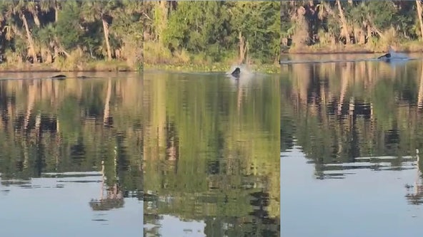 Video shows battle between swimming bear and 2 Florida gators
