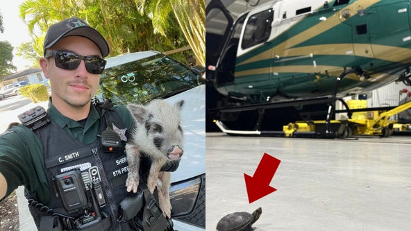 Florida deputies have wild weekend with turtle in hangar, pig on patrol: PHOTOS