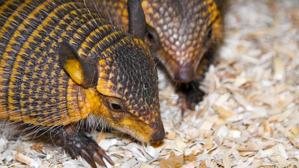 Screaming hairy armadillo pups welcomed at New Orleans zoo