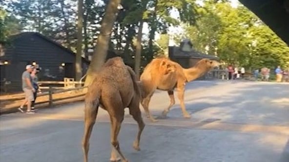 The Great Escape: Camels break loose at Ohio amusement park