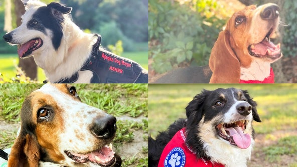 A Florida city is looking for its next dog mayor: Meet the cute candidates