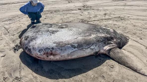 Giant 7-foot sunfish found on Oregon beach turns out to be newly discovered species