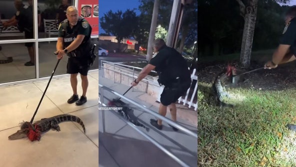 Florida deputy sweeps alligator away from restaurant using only a broom: VIDEO
