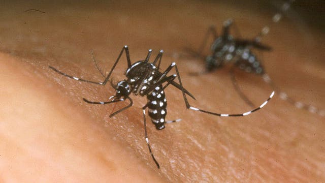 Florida mosquito season raises public health concerns over rise in illnesses