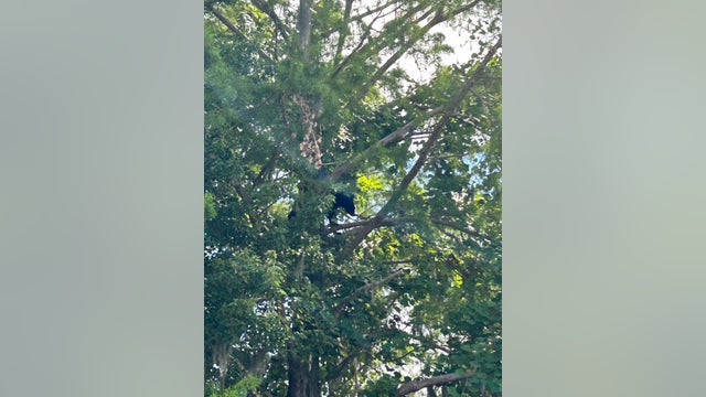 Black bear spotted on UF's campus in tree, officials say