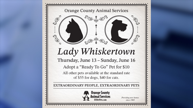 Diamond pet of the season: Central Florida animal shelter hosting Bridgerton themed adoption event