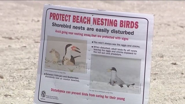 Threatened shorebirds return to nest on Brevard County beach after decade-long absence