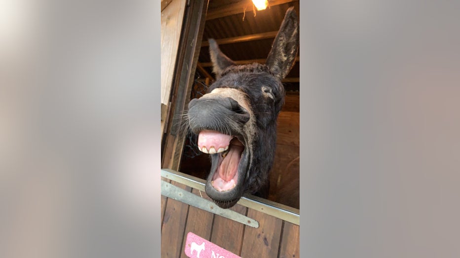 5.-JUNIOR-CATEGORY-WINNER_Charlotte-Kitchen_Tired-Donkey.jpg